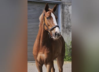 KWPN Mix, Wallach, 8 Jahre, 178 cm, Fuchs