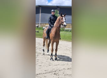 KWPN Mix, Wallach, 8 Jahre, 178 cm, Fuchs