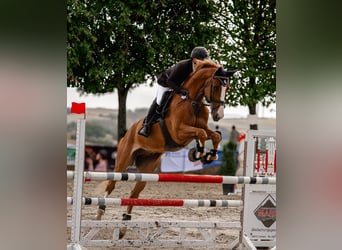 KWPN, Wallach, 8 Jahre, 178 cm, Fuchs