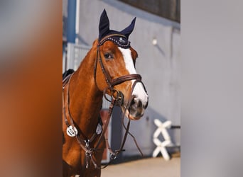 KWPN, Wallach, 8 Jahre, 178 cm, Fuchs