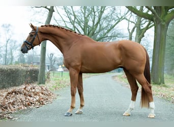 KWPN, Wallach, 8 Jahre, 179 cm, Fuchs