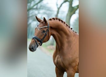 KWPN, Wallach, 8 Jahre, 179 cm, Fuchs