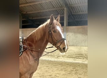 KWPN, Wallach, 8 Jahre, 180 cm, Fuchs