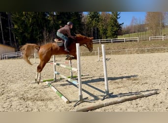 KWPN, Wallach, 8 Jahre, 180 cm, Fuchs