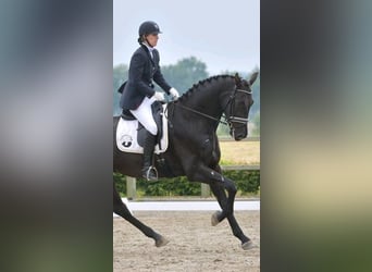 KWPN, Wallach, 8 Jahre, 180 cm, Rappe