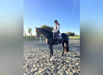 KWPN, Wallach, 8 Jahre, 180 cm, Schwarzbrauner