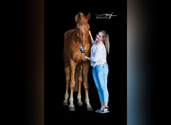 KWPN, Wallach, 8 Jahre, 181 cm, Fuchs