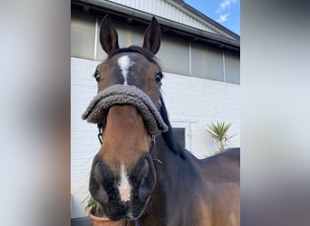 KWPN, Wallach, 8 Jahre