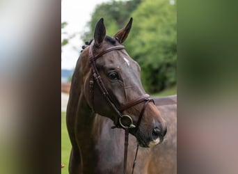 KWPN, Wallach, 8 Jahre, Dunkelbrauner