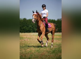 KWPN, Wallach, 8 Jahre, Dunkelfuchs