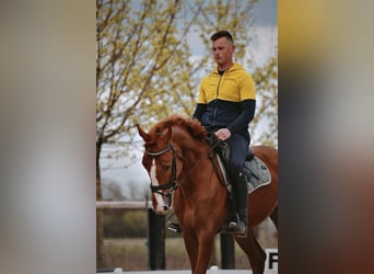KWPN, Wallach, 8 Jahre, Dunkelfuchs