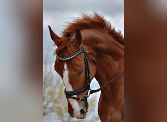 KWPN, Wallach, 8 Jahre, Dunkelfuchs