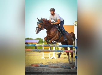KWPN, Wallach, 8 Jahre, Dunkelfuchs