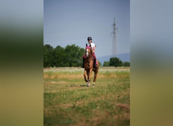 KWPN, Wallach, 8 Jahre, Dunkelfuchs