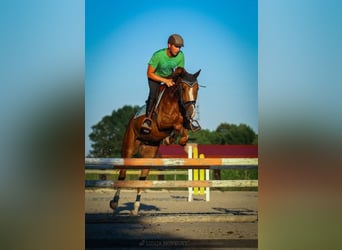 KWPN, Wallach, 8 Jahre, Dunkelfuchs