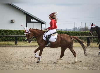 KWPN, Wallach, 8 Jahre, Dunkelfuchs