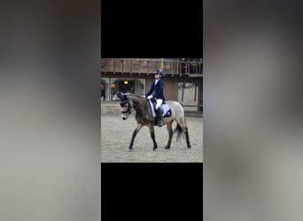 KWPN, Wallach, 9 Jahre, 146 cm, Buckskin