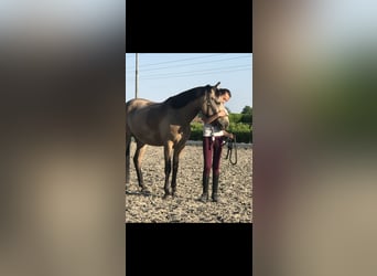 KWPN, Wallach, 9 Jahre, 146 cm, Buckskin