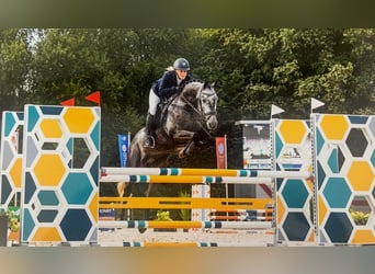 KWPN, Wallach, 9 Jahre, 156 cm, Schimmel