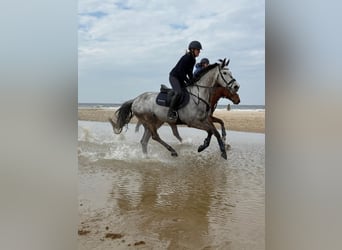KWPN, Wallach, 9 Jahre, 156 cm, Schimmel