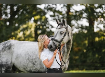 KWPN, Wallach, 9 Jahre, 156 cm, Schimmel