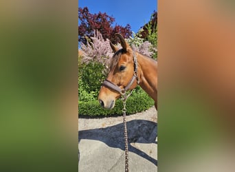 KWPN, Wallach, 9 Jahre, 161 cm, Brauner