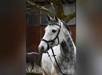 KWPN, Wallach, 9 Jahre, 162 cm, Schimmel