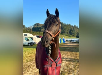 KWPN, Wallach, 9 Jahre, 162 cm, Schwarzbrauner