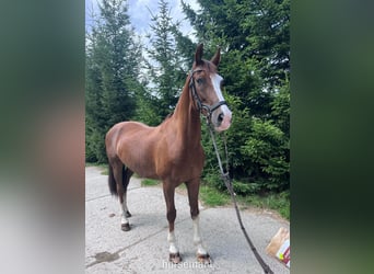 KWPN, Wallach, 9 Jahre, 163 cm, Rotbrauner