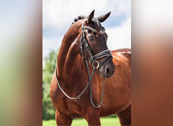 KWPN, Wallach, 9 Jahre, 163 cm, Schwarzbrauner