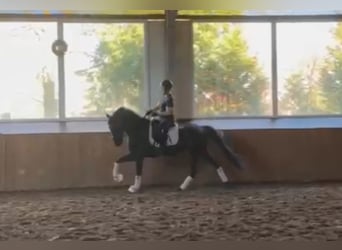 KWPN, Wallach, 9 Jahre, 164 cm, Dunkelbrauner