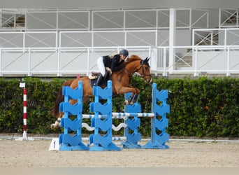 KWPN, Wallach, 9 Jahre, 164 cm, Dunkelfuchs