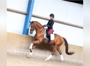 KWPN, Wallach, 9 Jahre, 164 cm, Fuchs