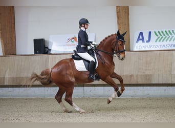 KWPN, Wallach, 9 Jahre, 165 cm, Fuchs