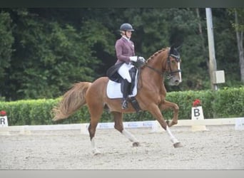 KWPN, Wallach, 9 Jahre, 165 cm, Fuchs
