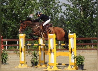 KWPN, Wallach, 9 Jahre, 165 cm, Rotbrauner