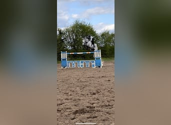 KWPN, Wallach, 9 Jahre, 165 cm, Schimmel