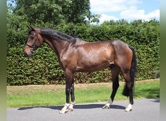 KWPN, Wallach, 9 Jahre, 166 cm, Dunkelbrauner