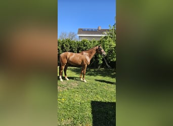 KWPN, Wallach, 9 Jahre, 166 cm, Fuchs