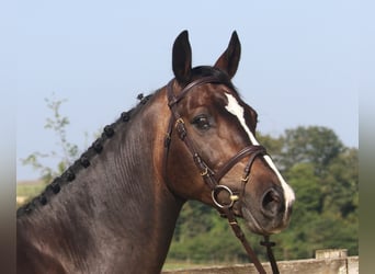 KWPN, Wallach, 9 Jahre, 166 cm, Schwarzbrauner