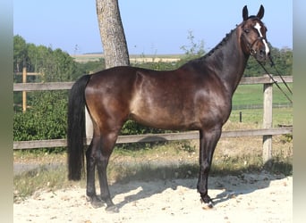 KWPN, Wallach, 9 Jahre, 166 cm, Schwarzbrauner