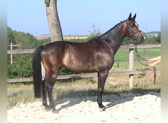 KWPN, Wallach, 9 Jahre, 166 cm, Schwarzbrauner