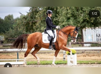 KWPN, Wallach, 9 Jahre, 167 cm, Fuchs
