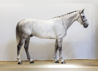 KWPN, Wallach, 9 Jahre, 167 cm, Schimmel