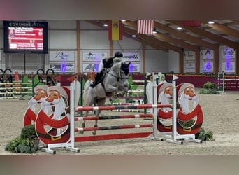 KWPN, Wallach, 9 Jahre, 168 cm, Blauschimmel