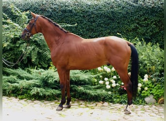 KWPN, Wallach, 9 Jahre, 168 cm, Brauner
