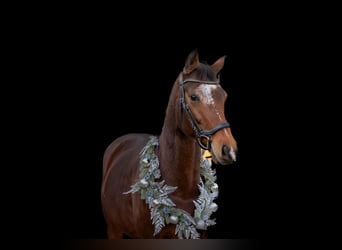 KWPN, Wallach, 9 Jahre, 168 cm, Brauner