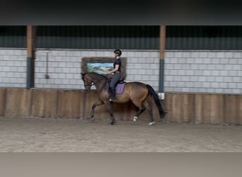 KWPN, Wallach, 9 Jahre, 168 cm, Dunkelbrauner