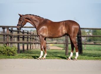 KWPN, Wallach, 9 Jahre, 168 cm, Dunkelfuchs