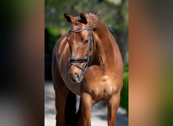 KWPN, Wallach, 9 Jahre, 168 cm, Dunkelfuchs